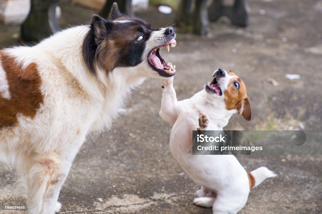 Jack Russell Terrier dog playing with playful Bangkaew dog in garden in house