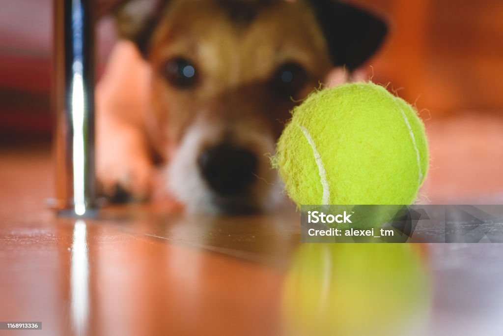 Jack Russell Terrier lying on floor