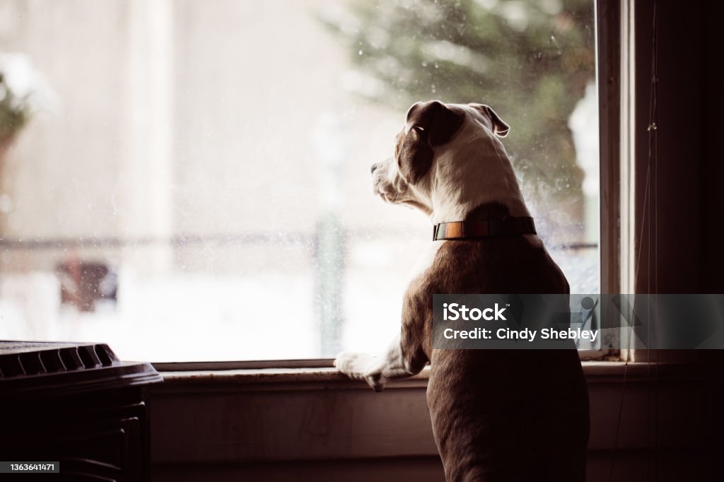 Dogs Looking out a Nose Stained Window Barking as People Pass By