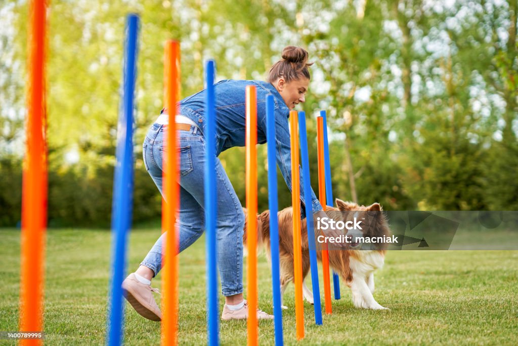 Chocolate White Border Collie with woman owner. High quality photo