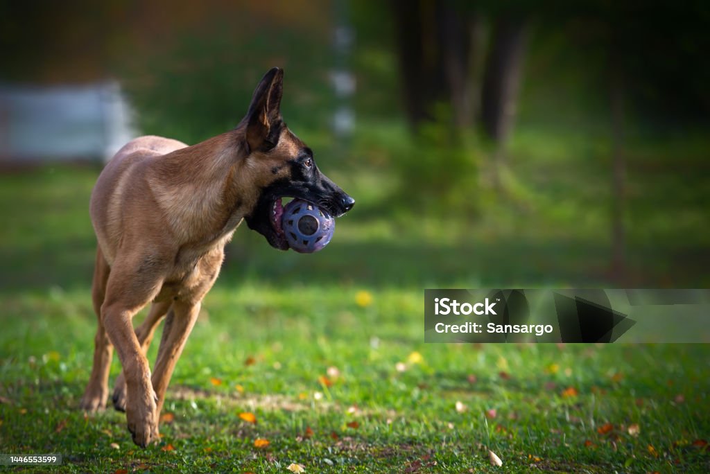 Belgian Shepherd Malinois in the autumn garden playing with a blue ball