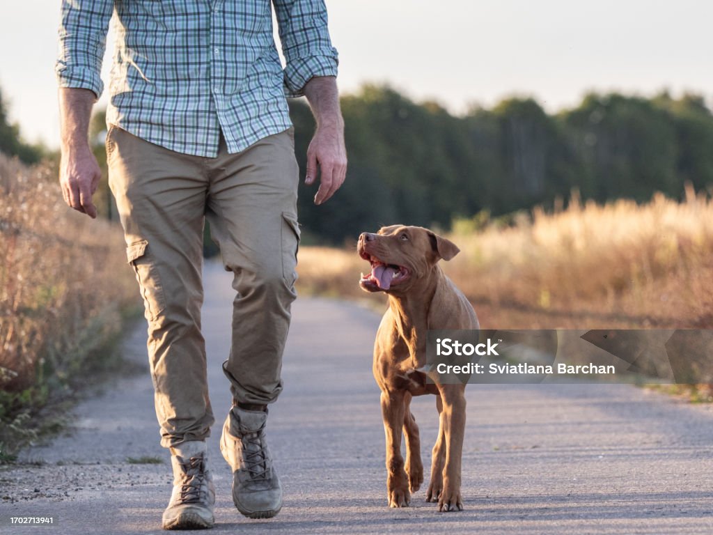 Cute dog and attractive man walking in the park against the backdrop of trees on a clear, sunny day. Closeup, outdoor. Day light. Concept of care, training and raising pets